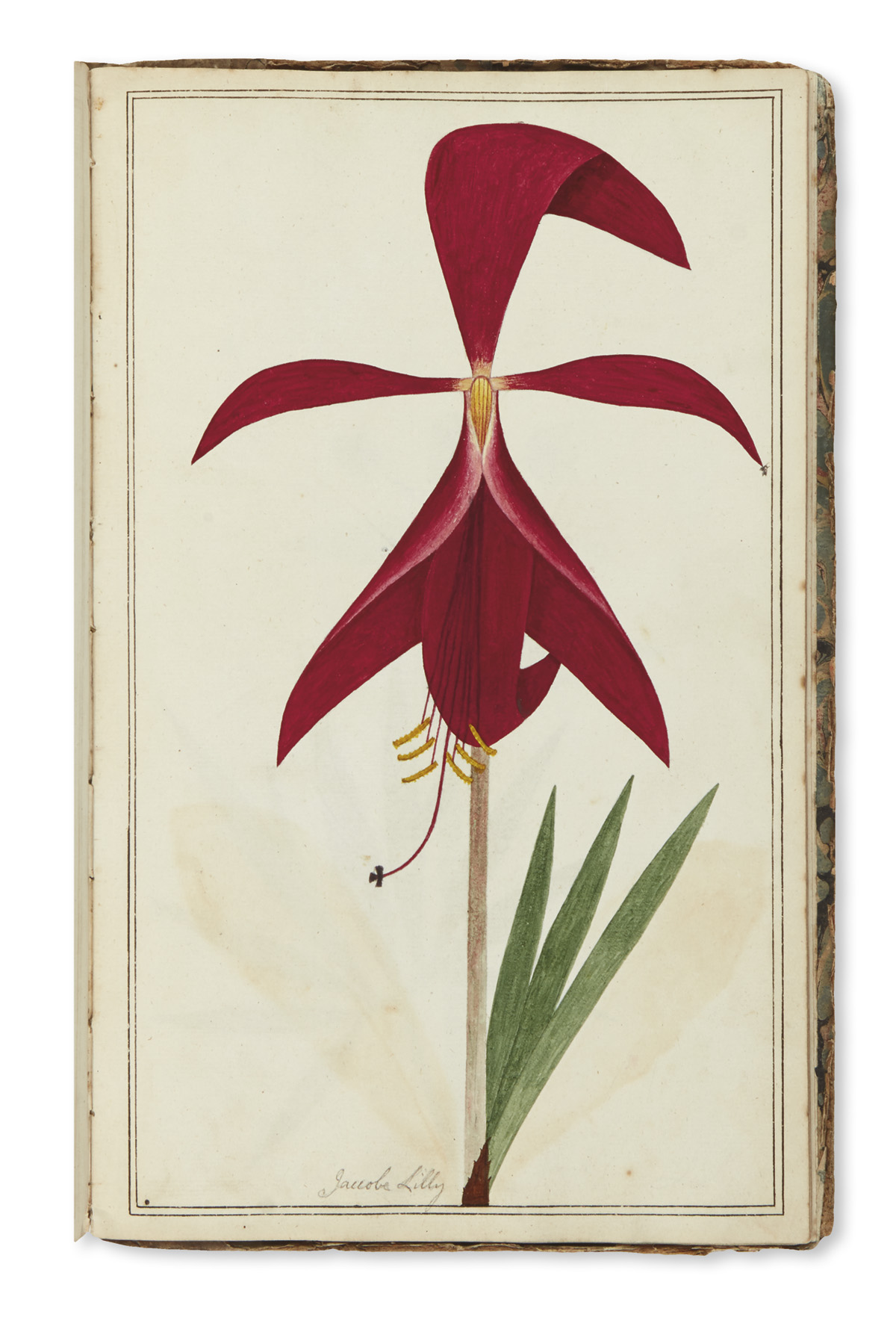 (BOTANICAL.) English School. Eighteenth-century botanical watercolors.